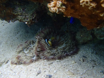 ｎ2015.3.21 (1).JPG