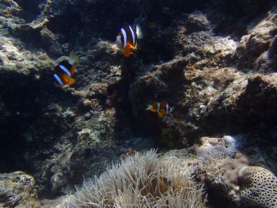 ｎ2015.5.17 (2).JPG