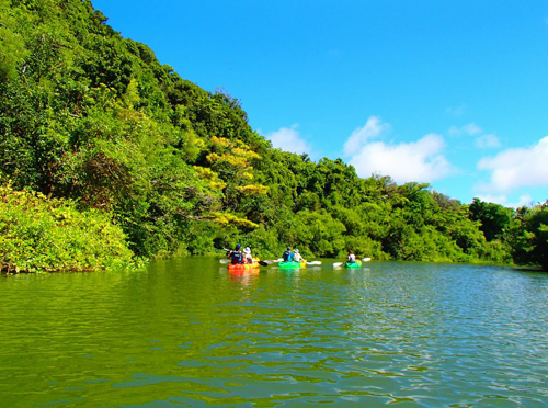 マングローブカヤック