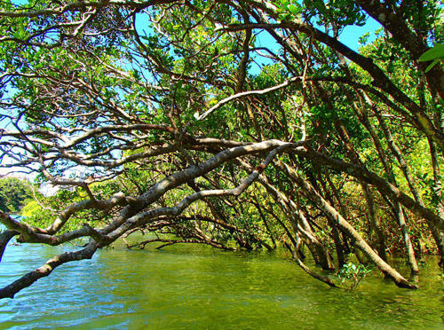 マングローブカヤックツアー