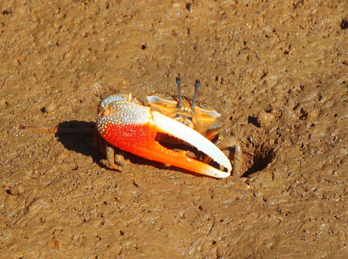 マングローブカヤックツアー