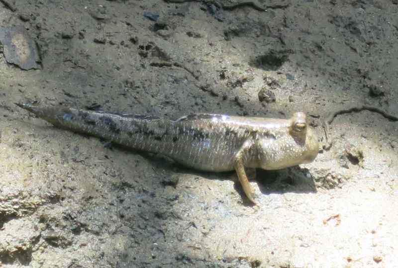 マングローブ林に生息する生物を探そう！