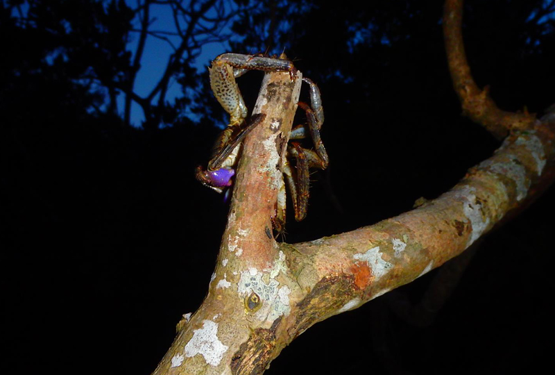 夜行性の生物がお出迎え! 夜行性の生物がお出迎え!