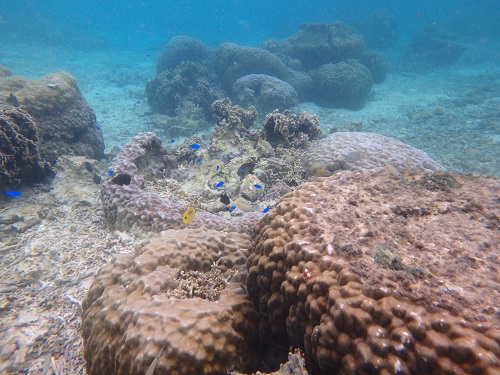 PB190033shiori00 (1).JPG